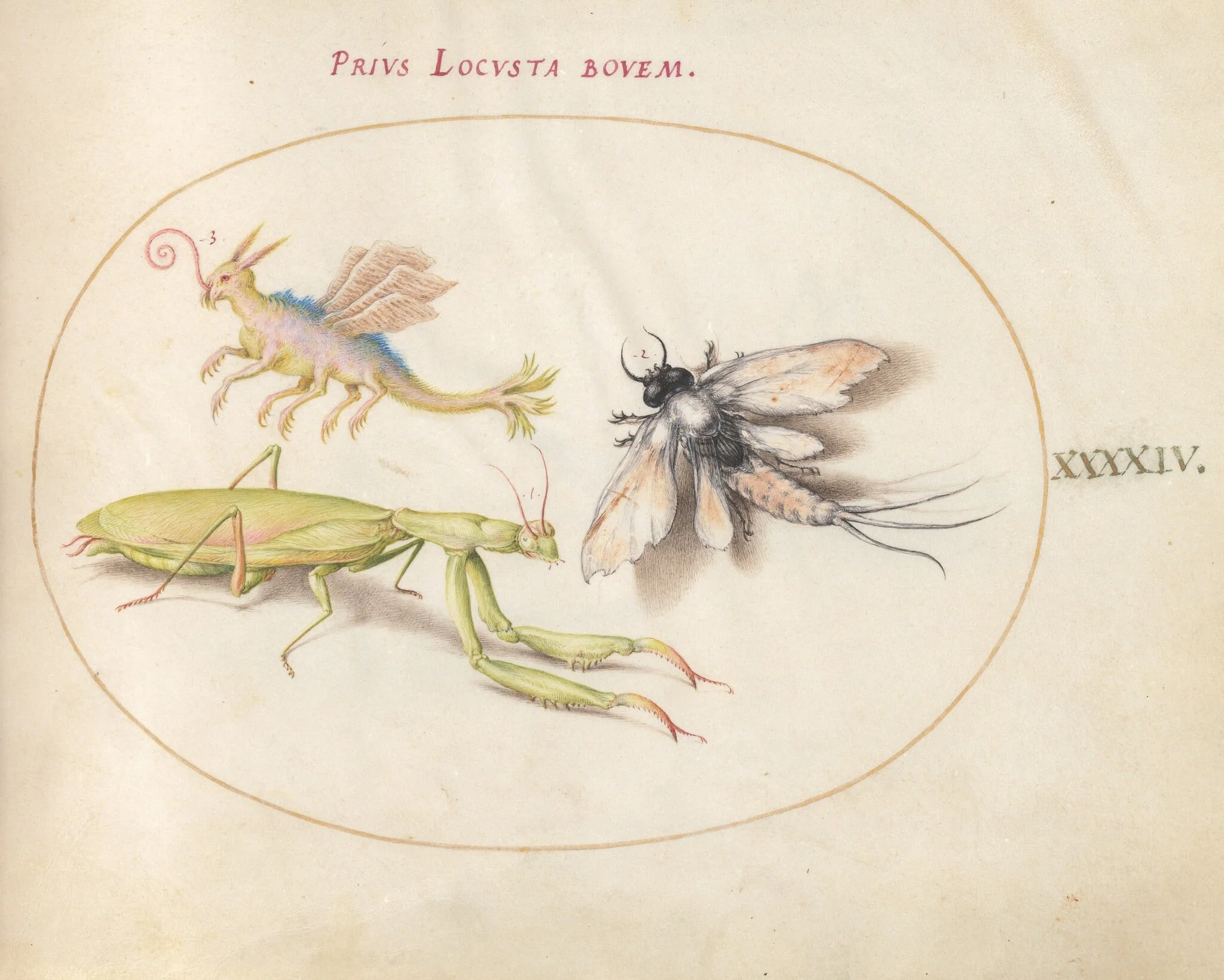 Plate 44: Mantis, Mayfly, and a Fictional Locust, detail