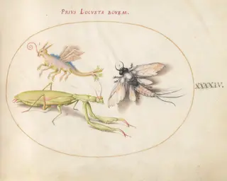 Plate 44: Mantis, Mayfly, and a Fictional Locust, by Joris Hoefnagel, gouache, 1594