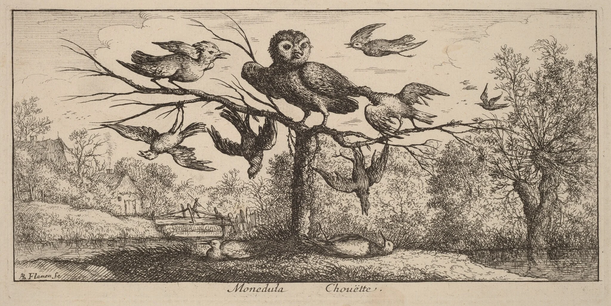 Monedula, The Owl, detail