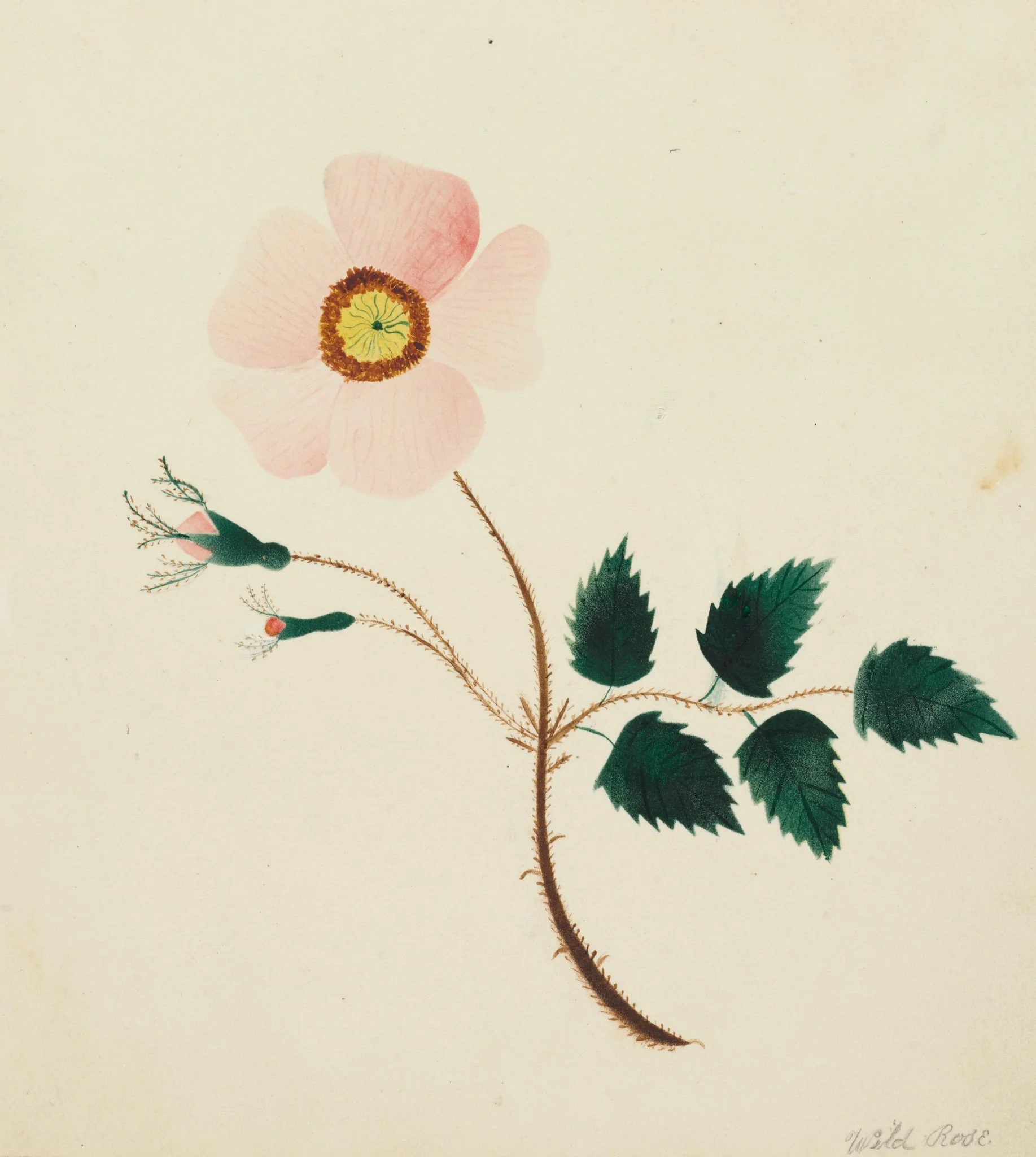 Wild Rose, detail