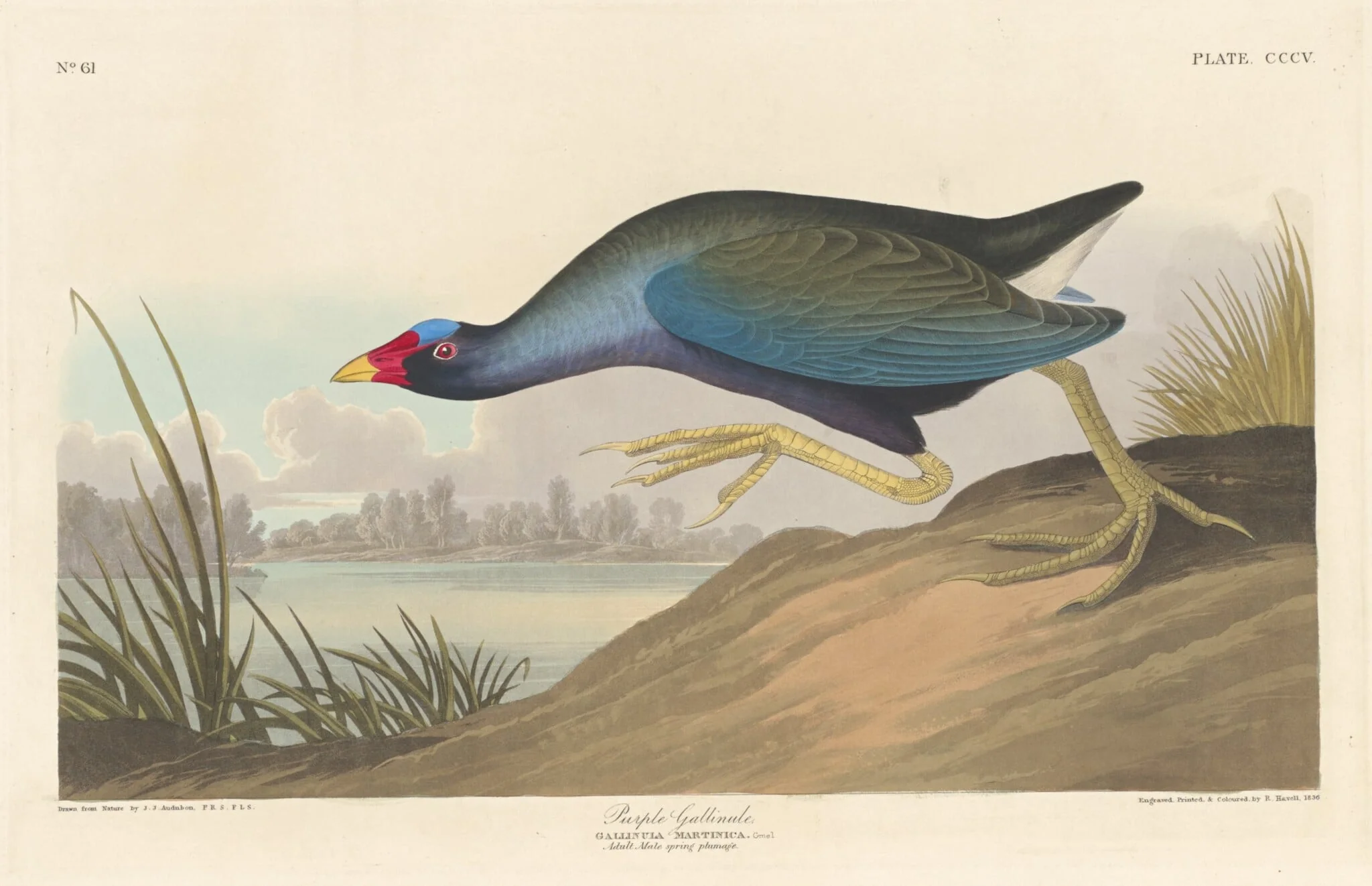 Purple Gallinule, detail