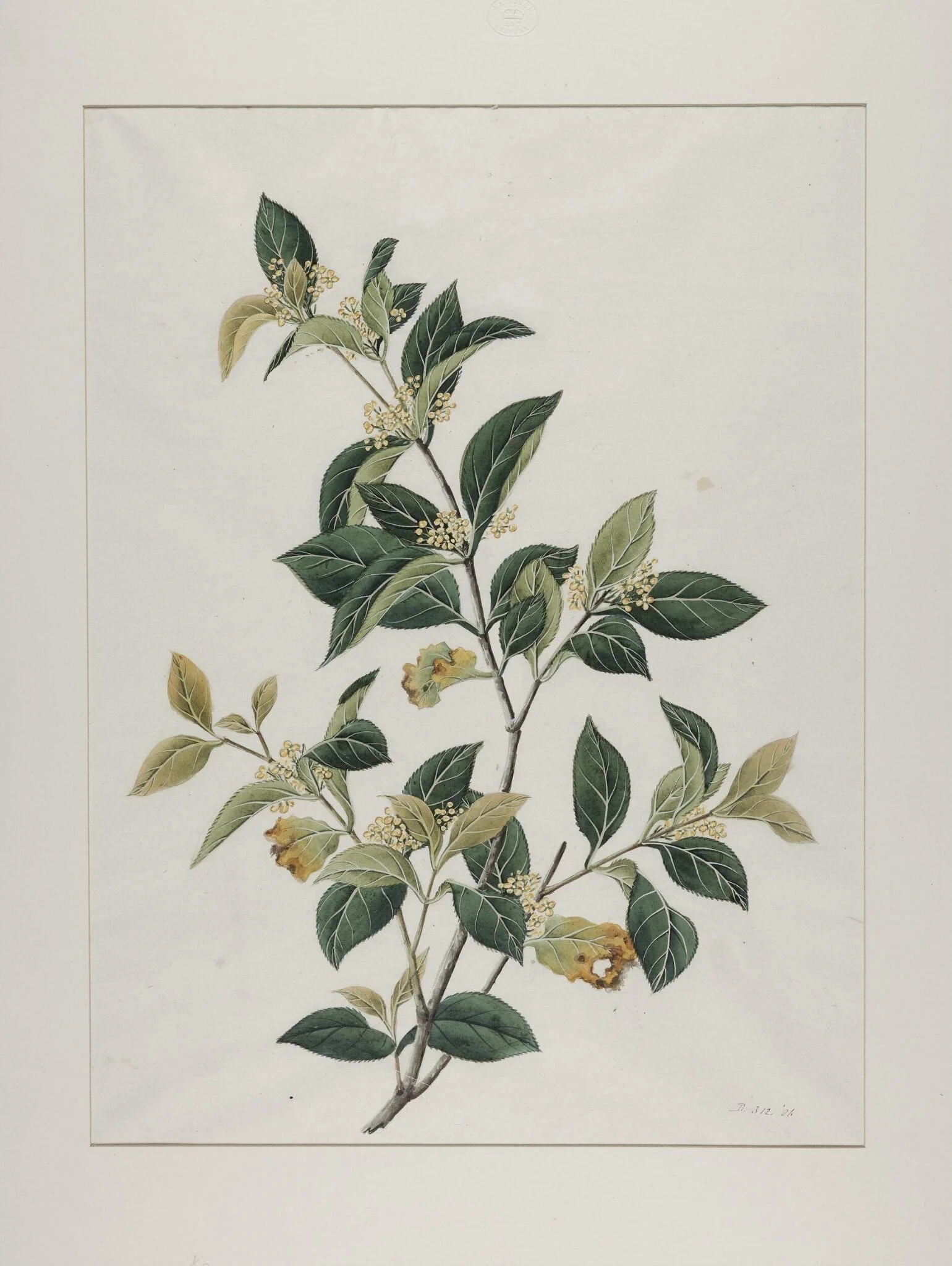 Mock lime (aglaia odorata), zhen zhu lan or mi zi lan, detail