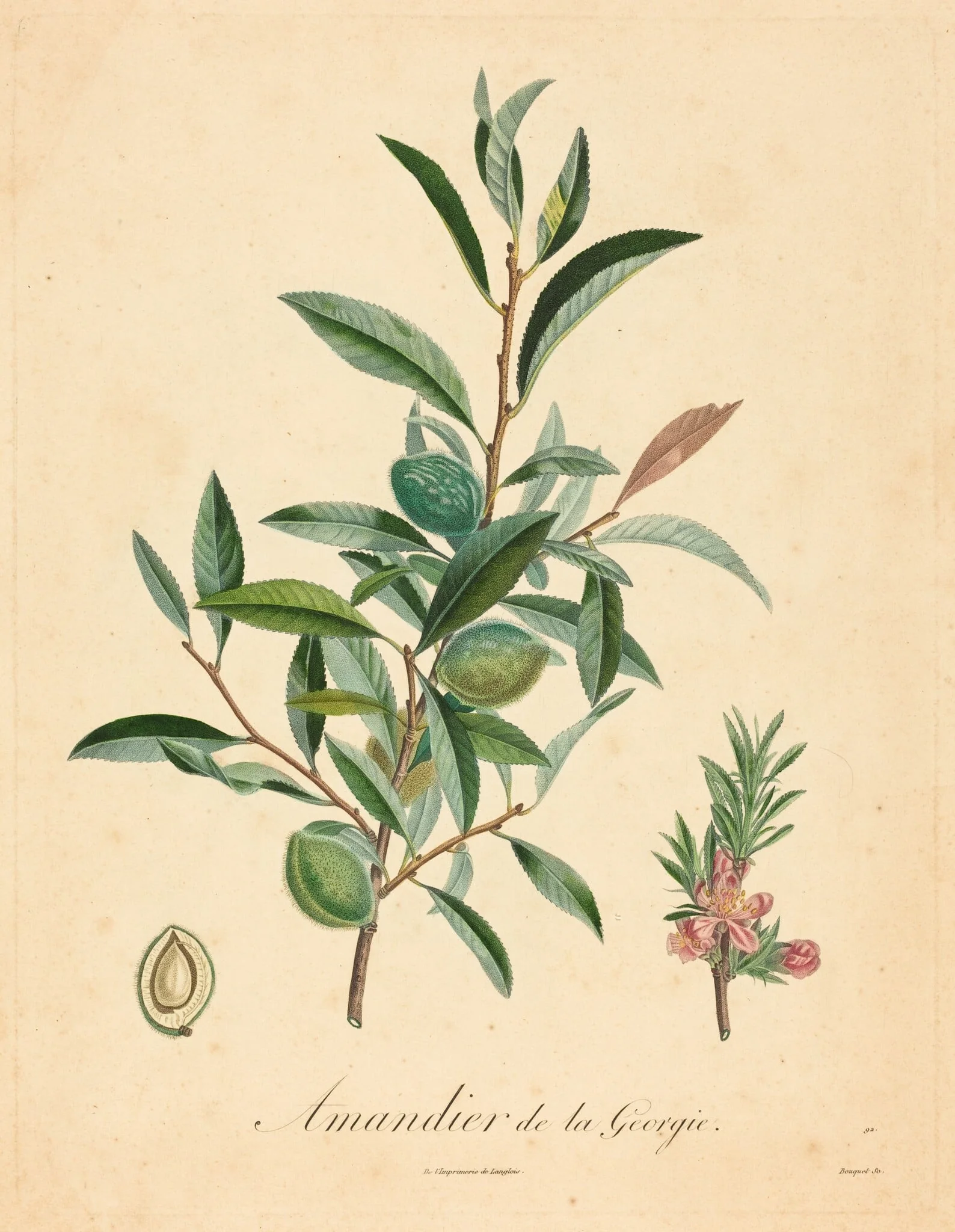 Amandier de la Georgie, detail
