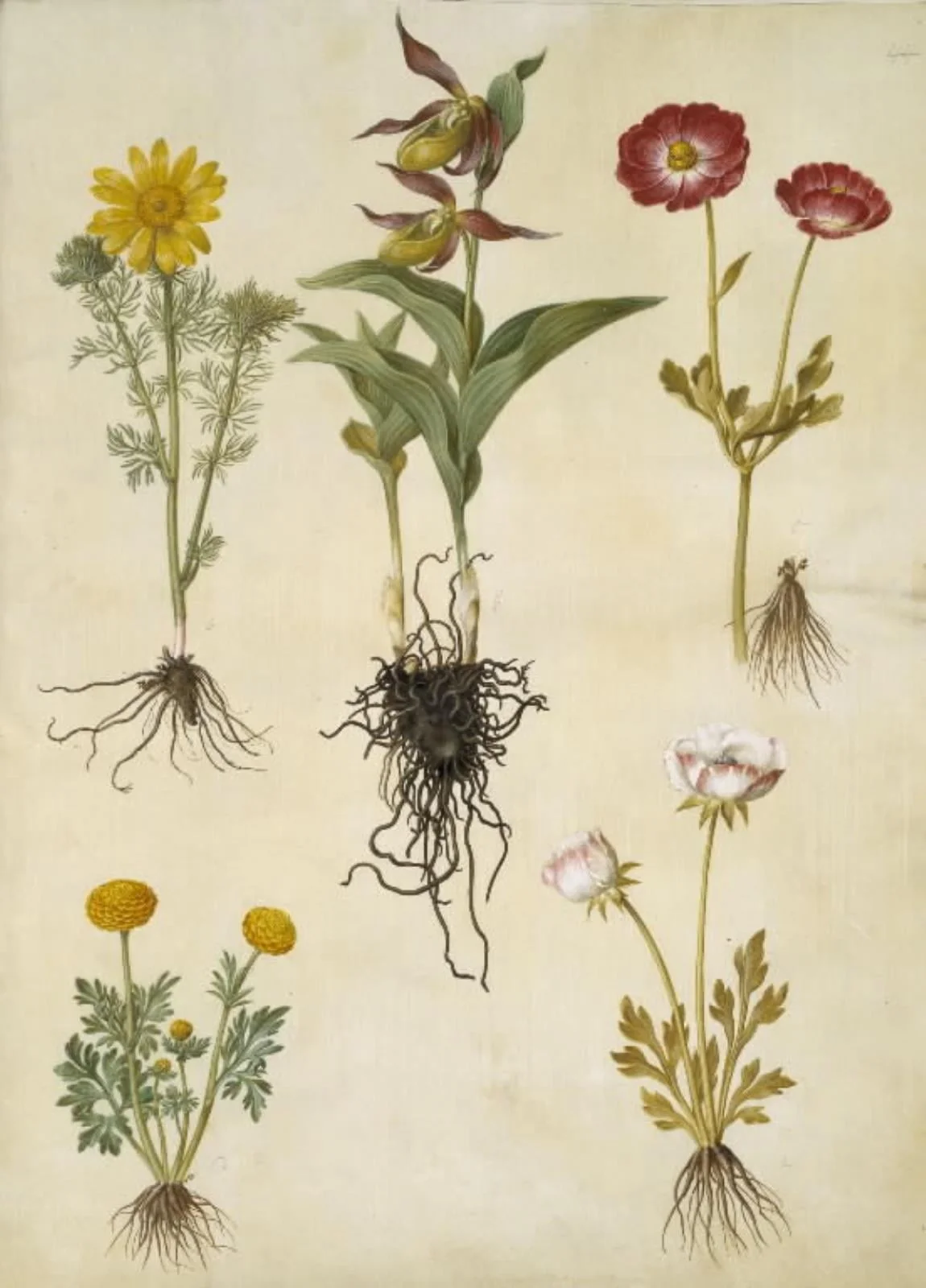 Adonis vernalis (vår-adonis); Cypripedium calceolus (stor fruesko); Ranunculus asiaticus (have-ranunkel); Ranunculus (art af ranunkel), detail