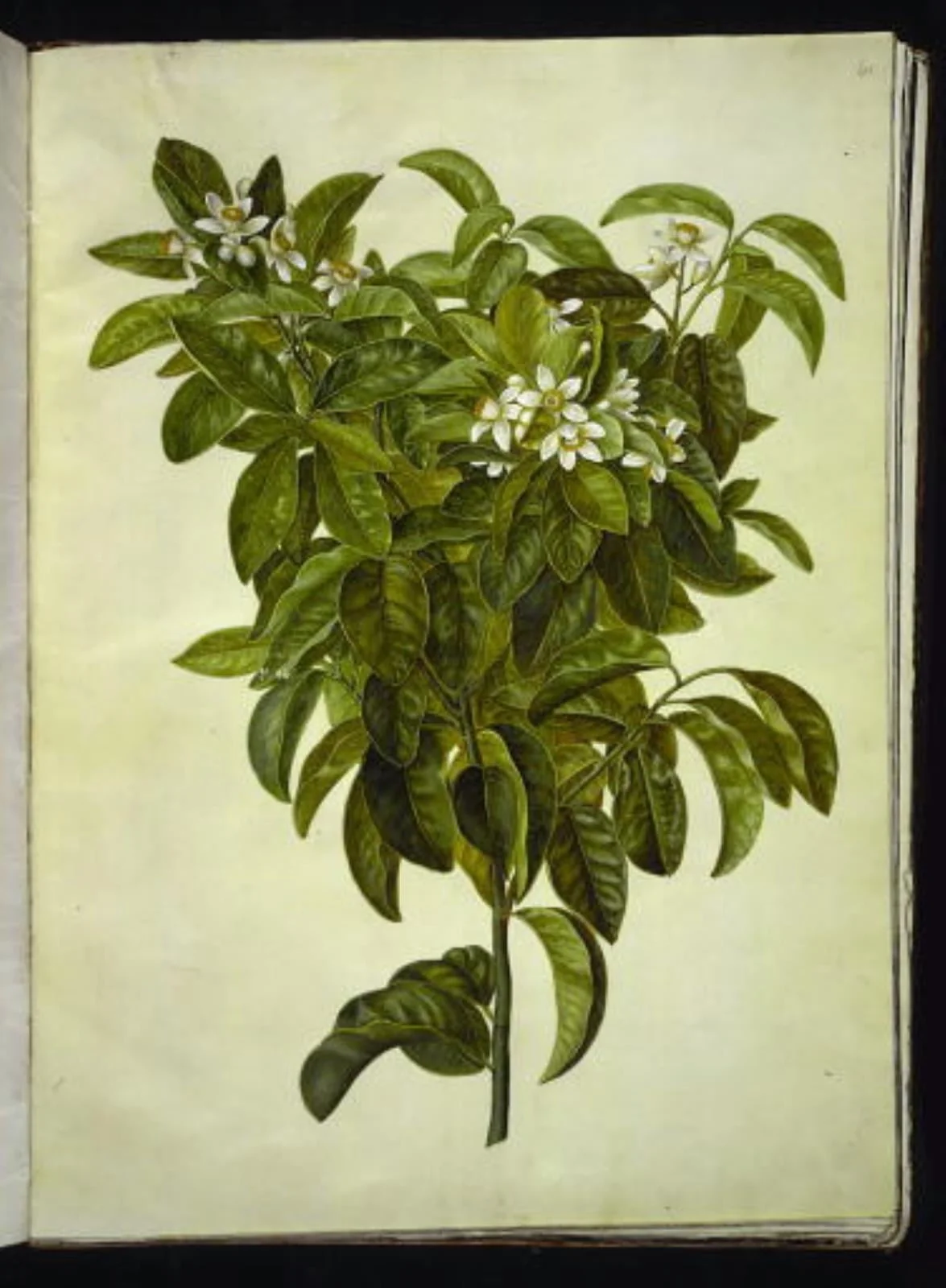 Citrus limon (almindelig citron), detail