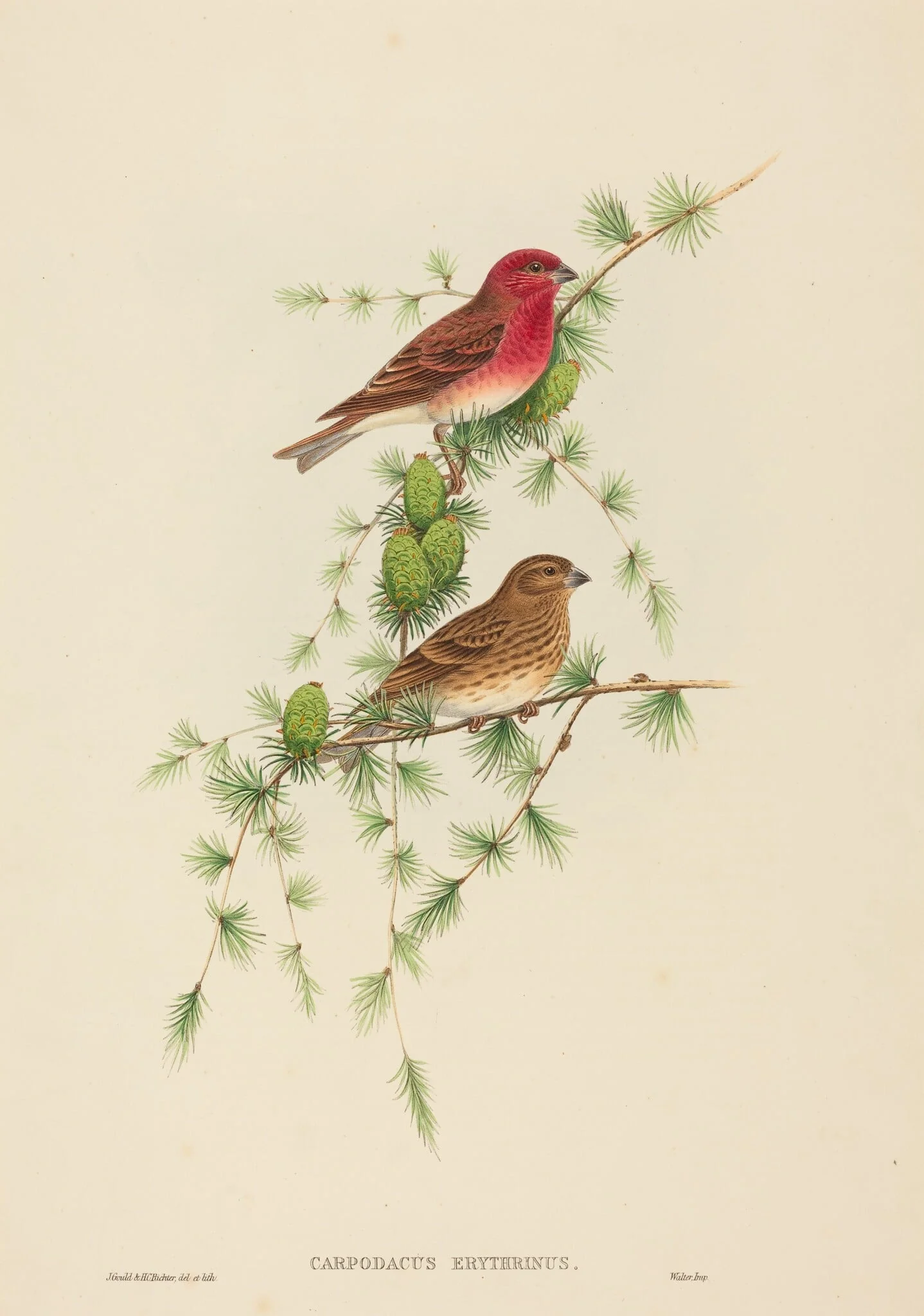 Carpodacus erythrinus (Common Rose Finch), detail