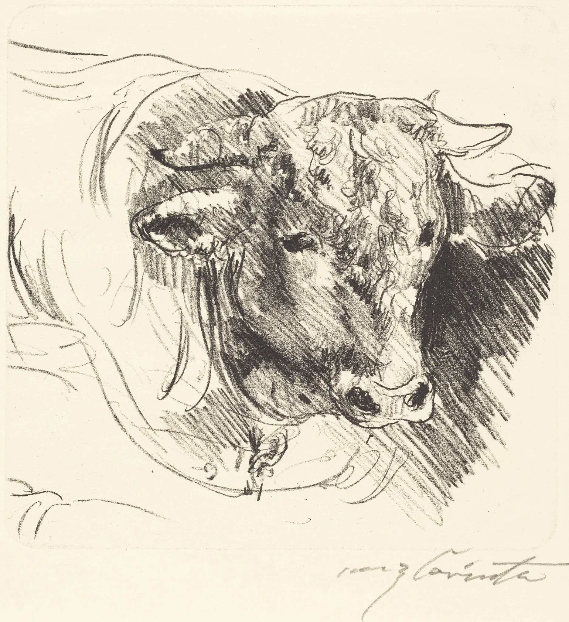 Stierkopf (Head of a Steer), detail