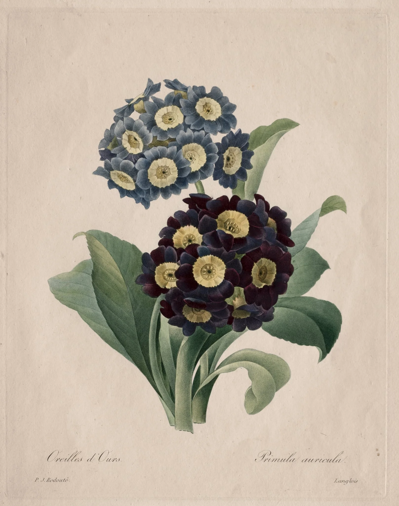 Primula auricula, detail