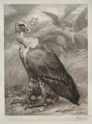 The Vulture, by Félix Bracquemond, 1904