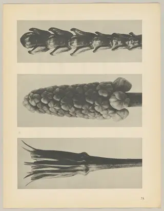 a Tragopogon porrifolius; b Muscari racemosum; c Thujopsis dolabrata, by Karl Blossfeldt, 1928