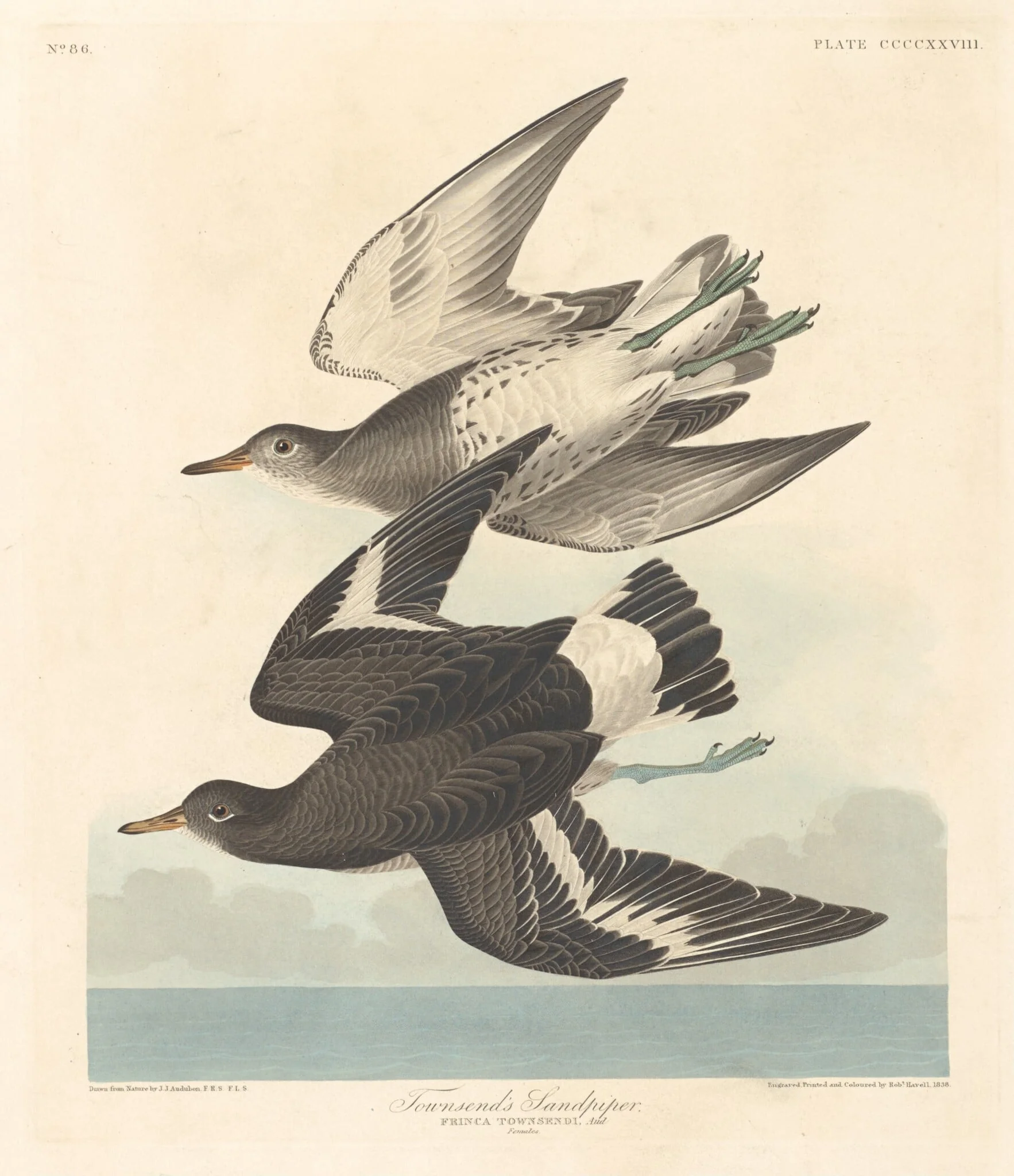 Townsend's Sandpiper, detail
