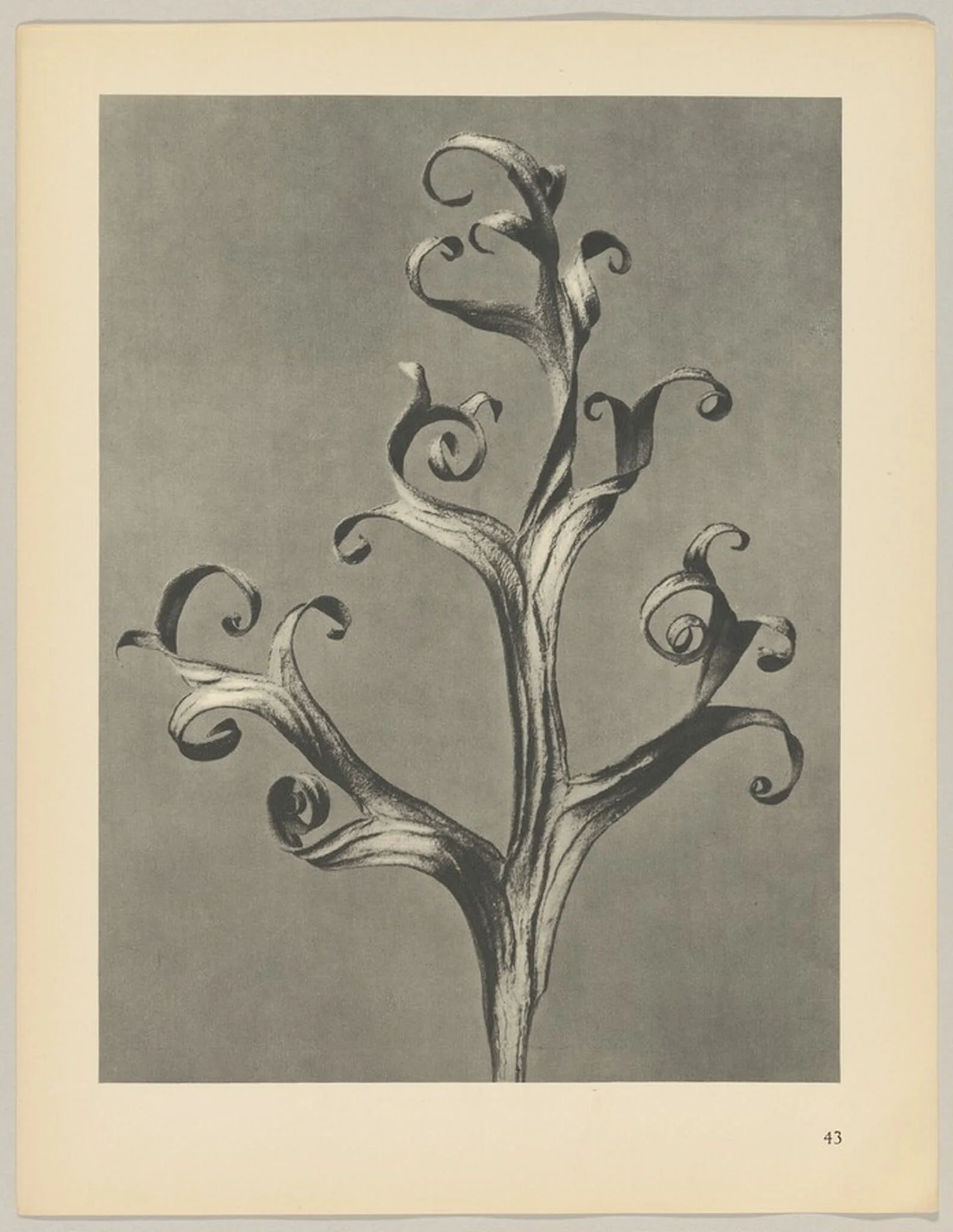 Delphinium, detail