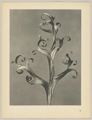 Delphinium, by Karl Blossfeldt, 1928