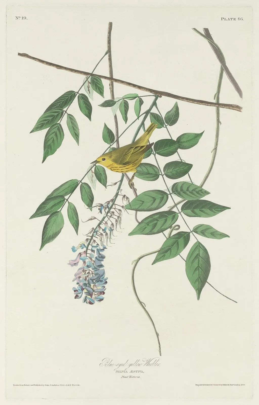 Blue-eyed Yellow Warbler, by Havell, Jr., Robert, ink, 1830