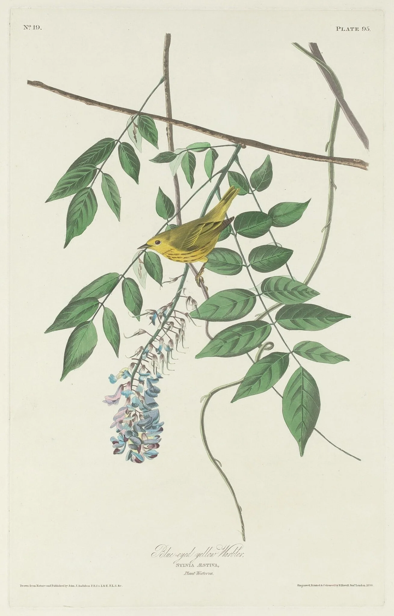 Blue-eyed Yellow Warbler, detail