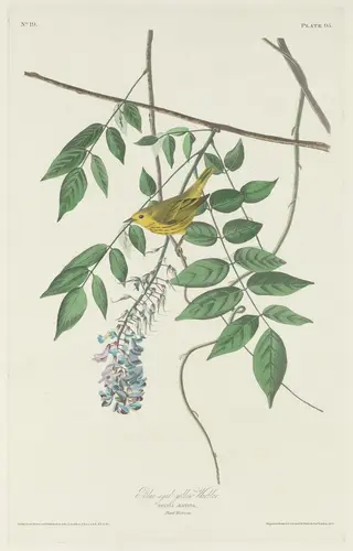 Blue-eyed Yellow Warbler, by Havell, Jr., Robert, ink, 1830