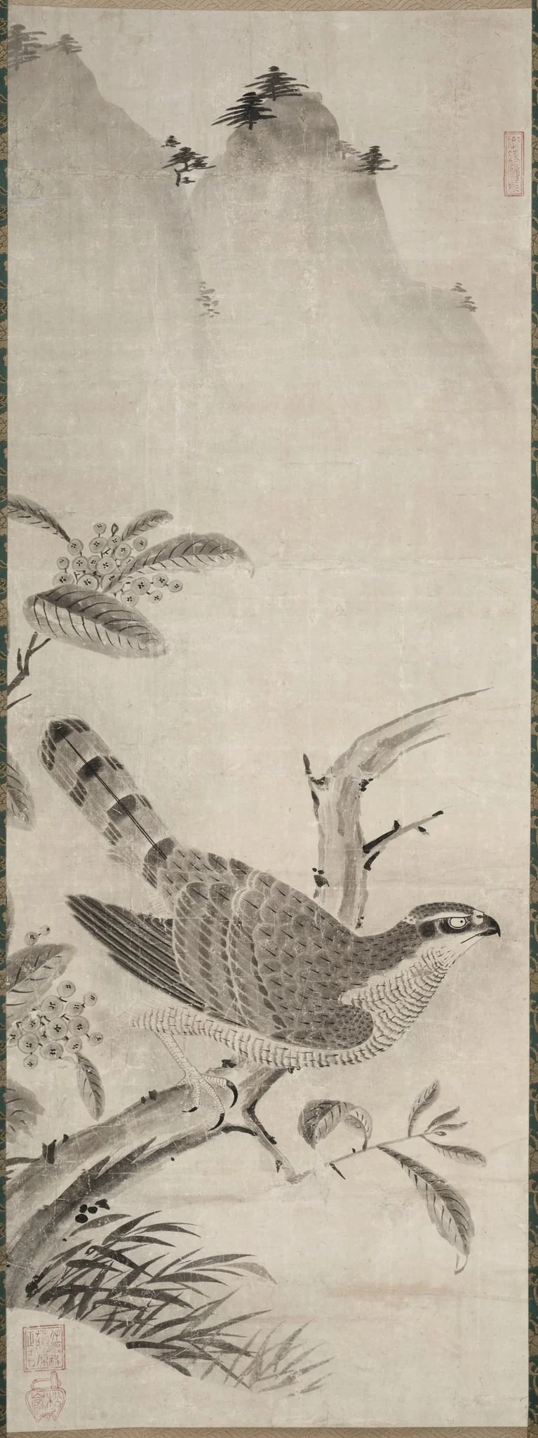 Hawk, detail