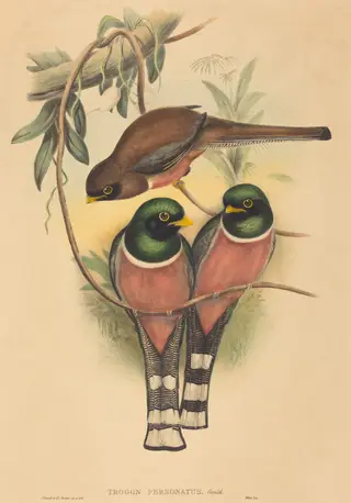Trogan personatus, by H.C. Richter, ink, 1837