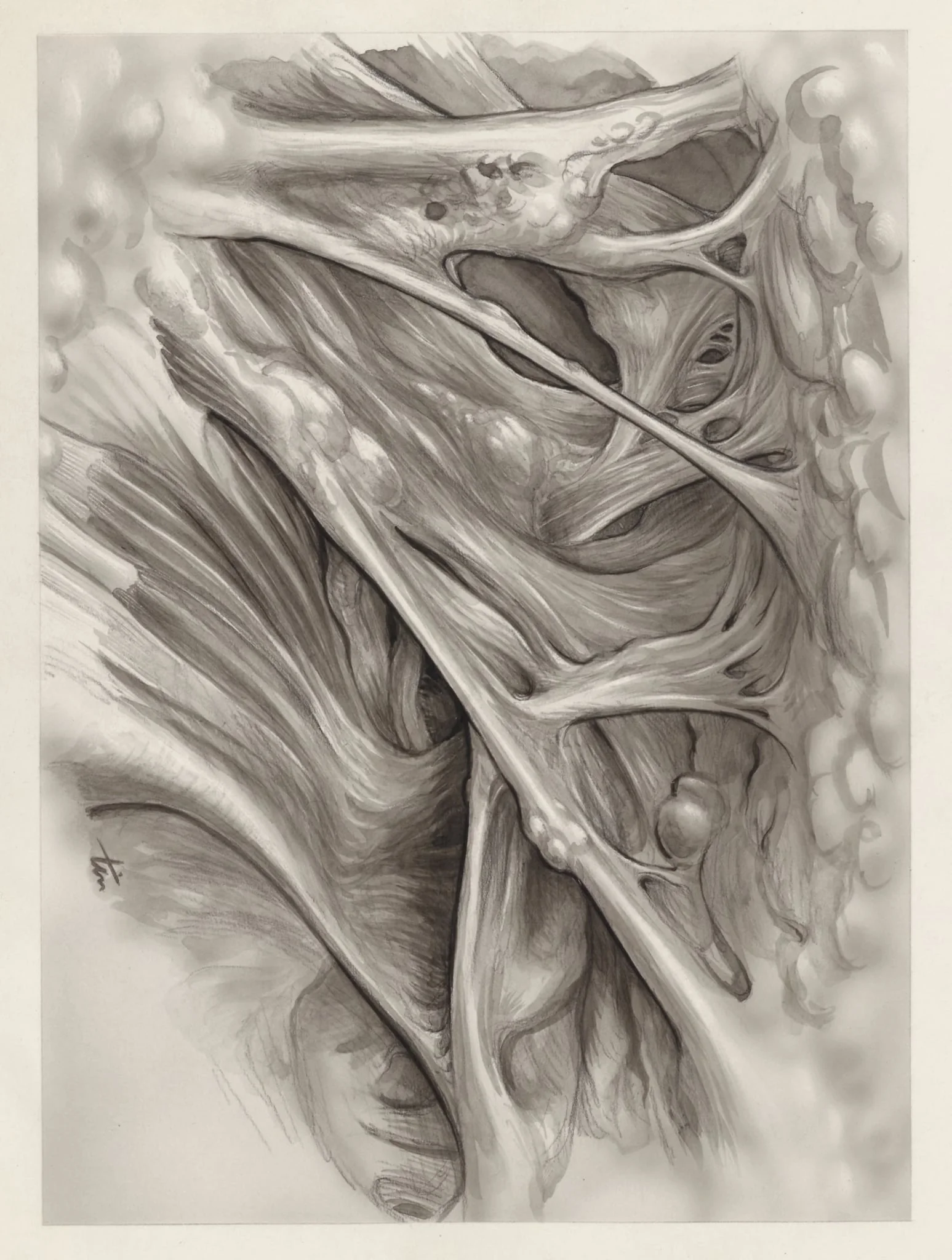Muscular tissue of the hand or fingers, detail
