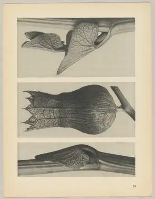 a u. c Aristolochia clematitis; b Hyoscyamus niger, by Karl Blossfeldt, 1928
