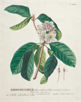 Plantae Selectae:  No. 66 - Rhododendron, by Georg Dionysius Ehret, 1762