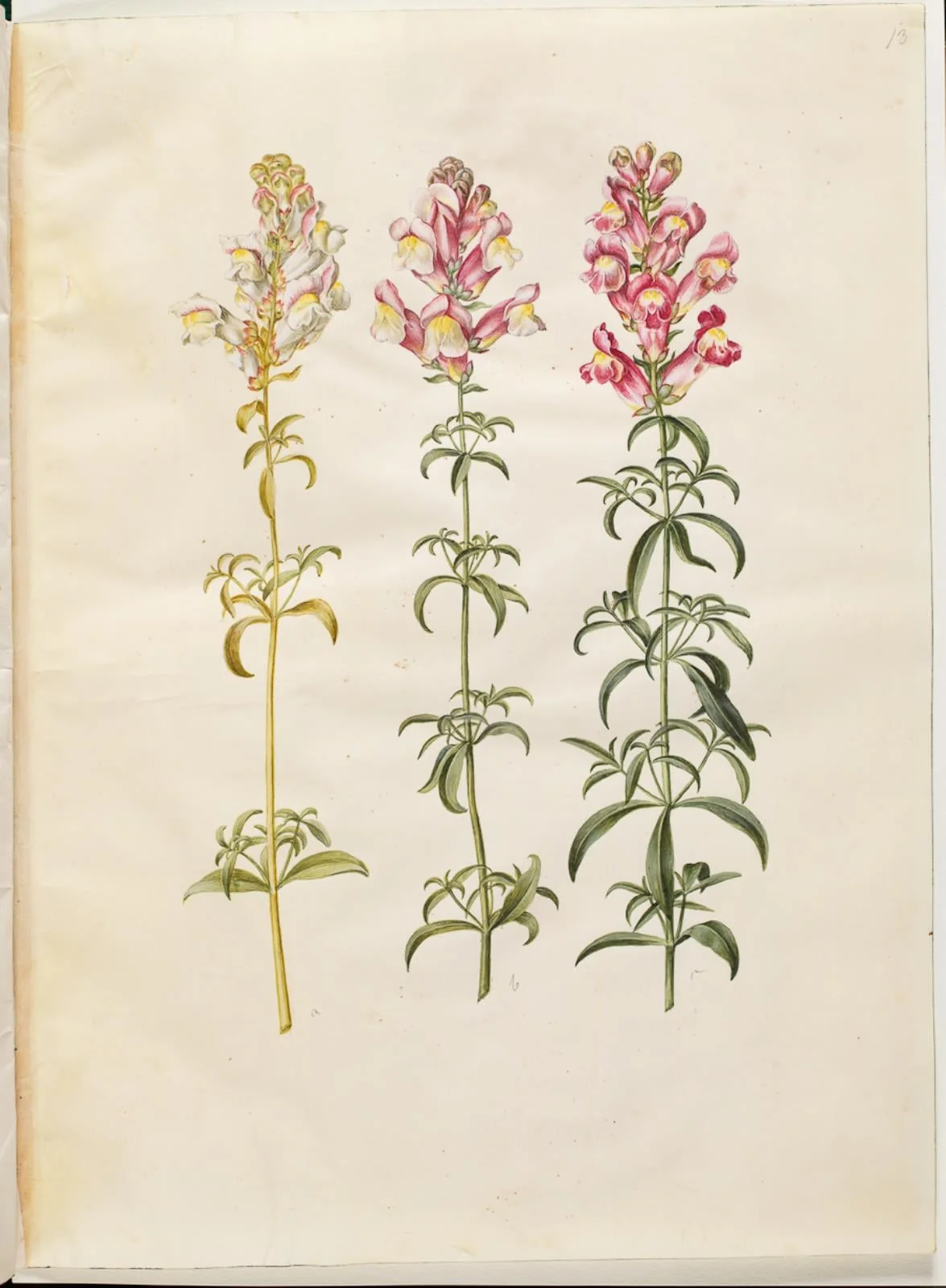 Antirrhinum majus (have-løvemund), detail