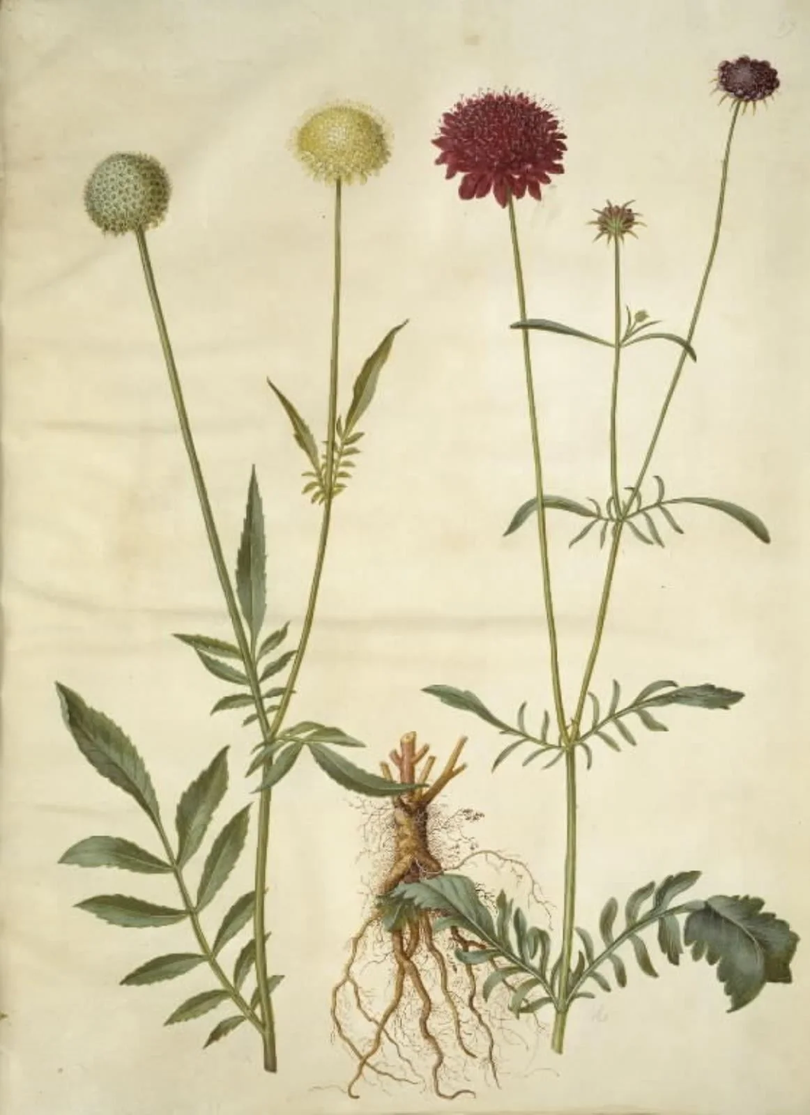Cephalaria leucantha (hvid skælhoved); Scabiosa atropurpurea (enkeblomst), detail