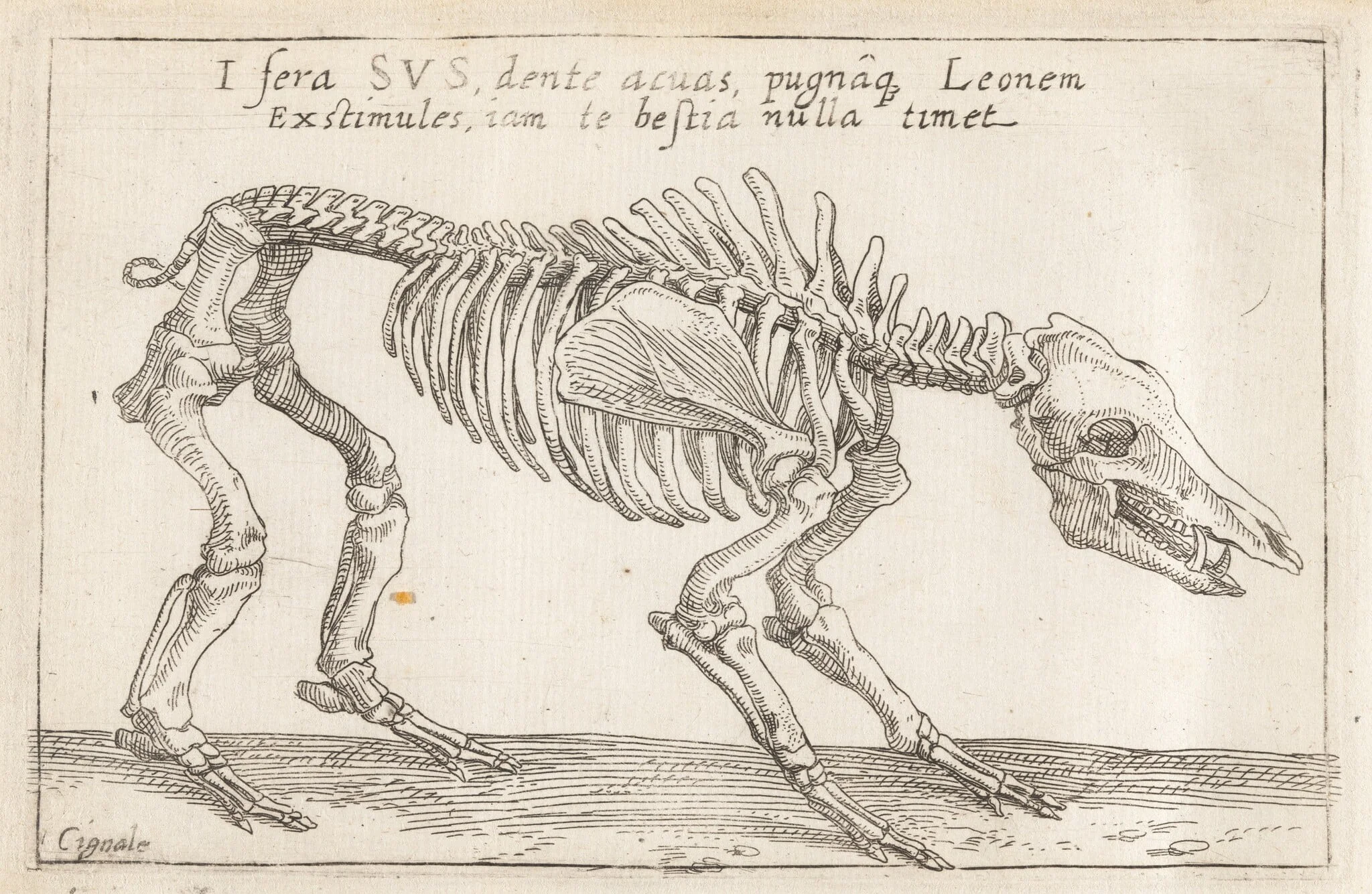 Skeleton of a Boar, detail