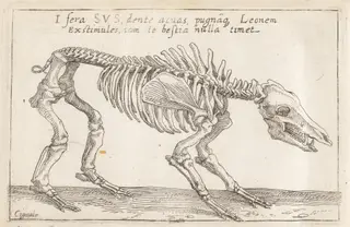 Skeleton of a Boar, by Teodoro Filippo di Liagno, ink, 1620