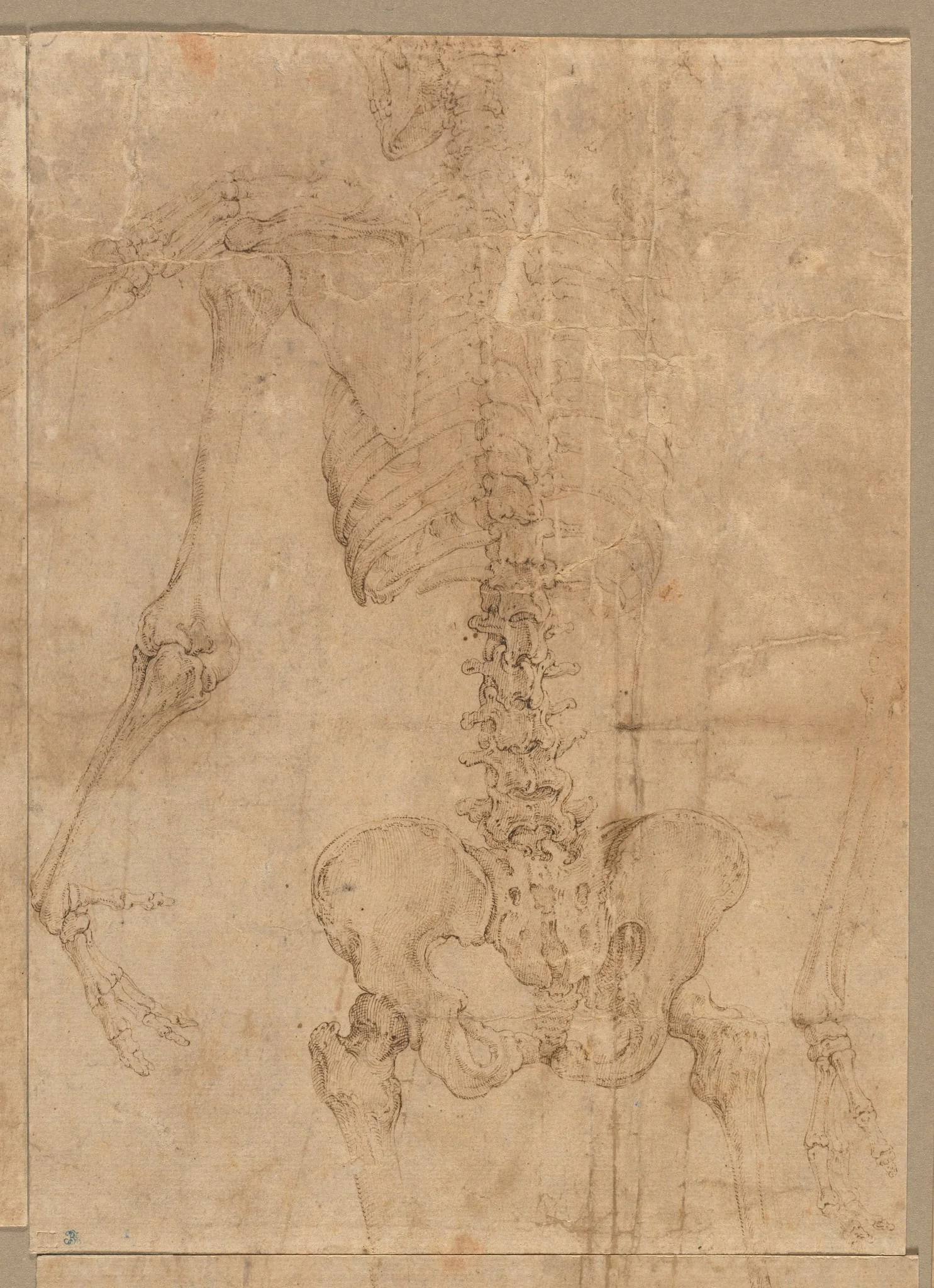 Upper Half of Skeleton from the Back, detail