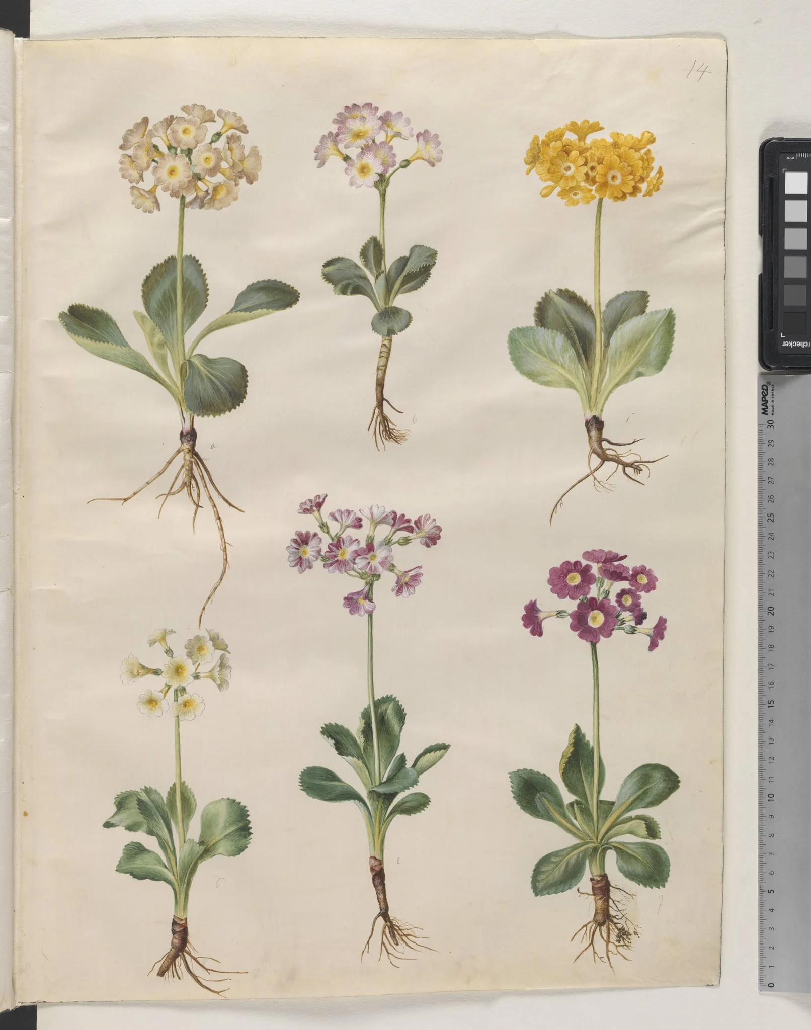 Primula ×pubescens Wulfen (have-aurikel), detail
