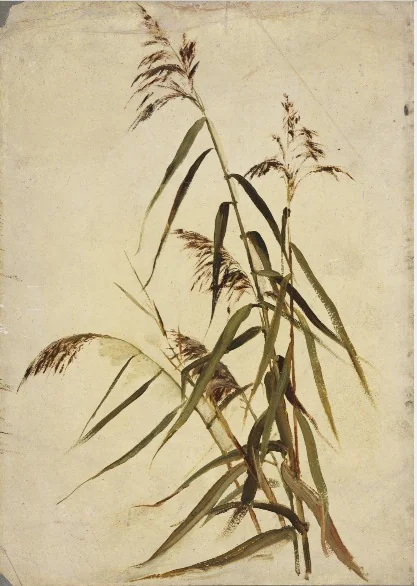 A Grass Plant, detail