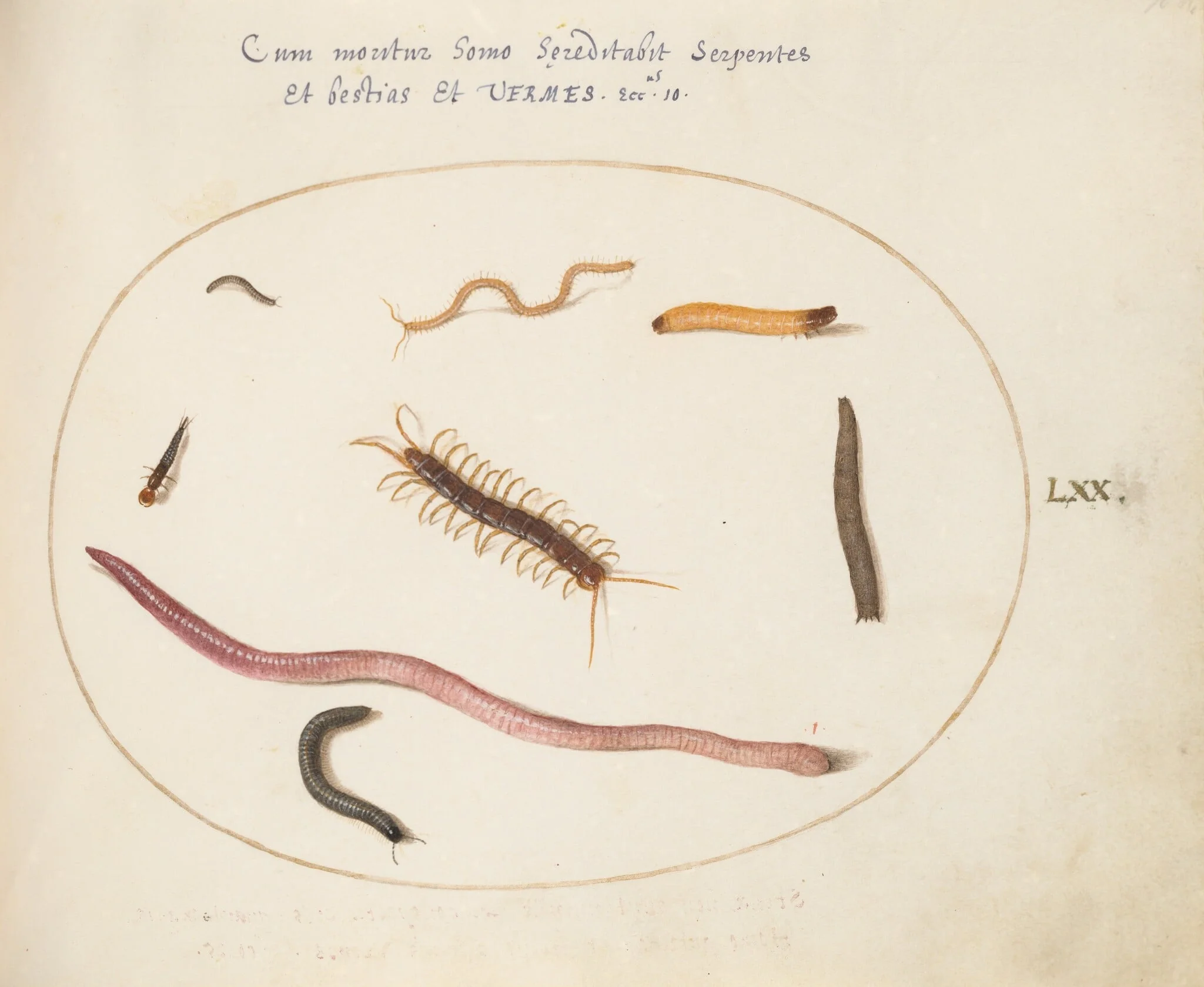 Plate 70: Worm, Centipede, Millipede, and Other Long Creatures, detail