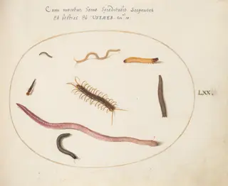 Plate 70: Worm, Centipede, Millipede, and Other Long Creatures, by Joris Hoefnagel, gouache, 1594