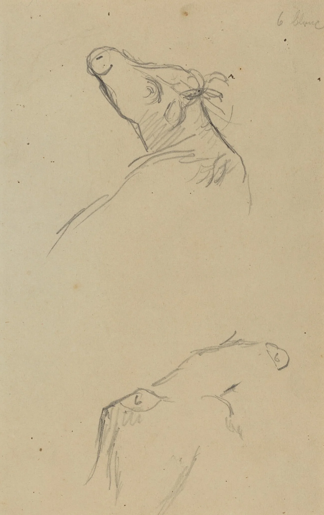 Two Cow's Heads [verso], detail