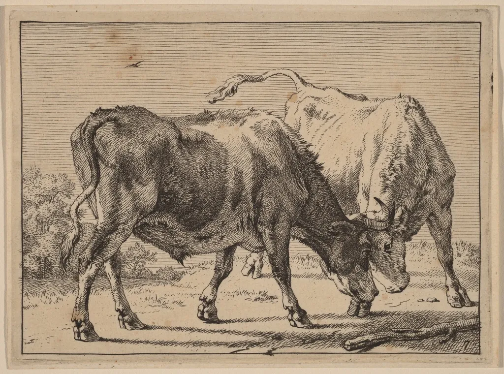 Two Oxen Fighting, by Paulus Potter, ink, 1650