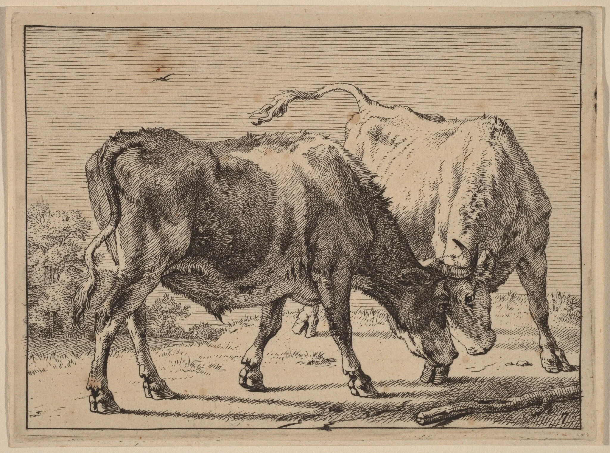Two Oxen Fighting, detail