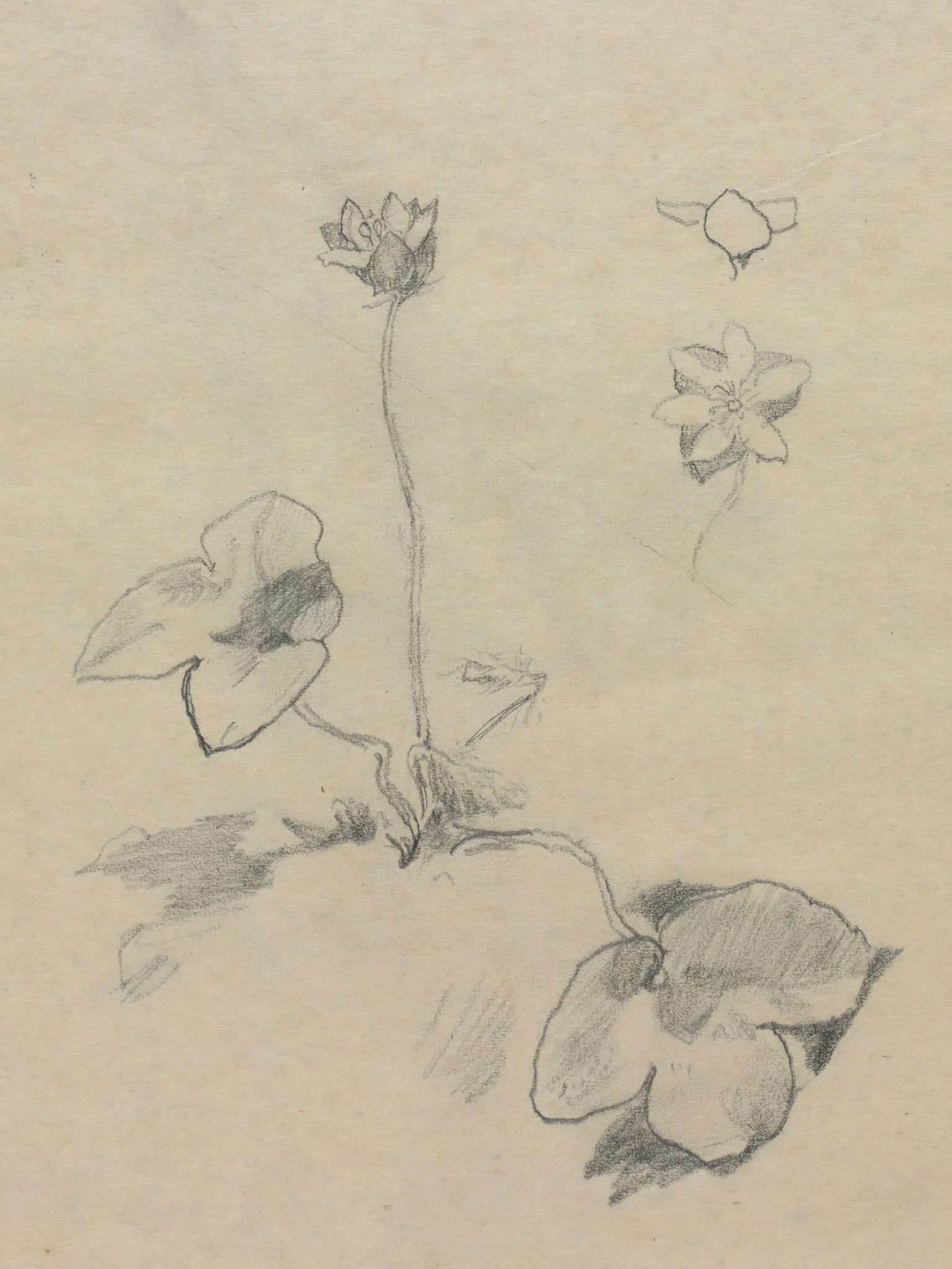 Anemone, detail