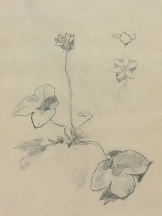 Anemone, by John La Farge, 1878