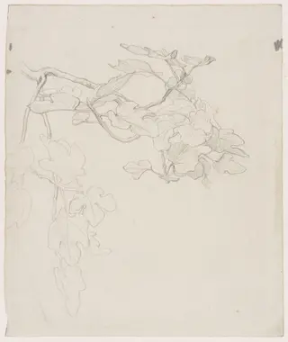 Study of the Stem of a Fig Tree, by Frederic, Lord Leighton, 1850