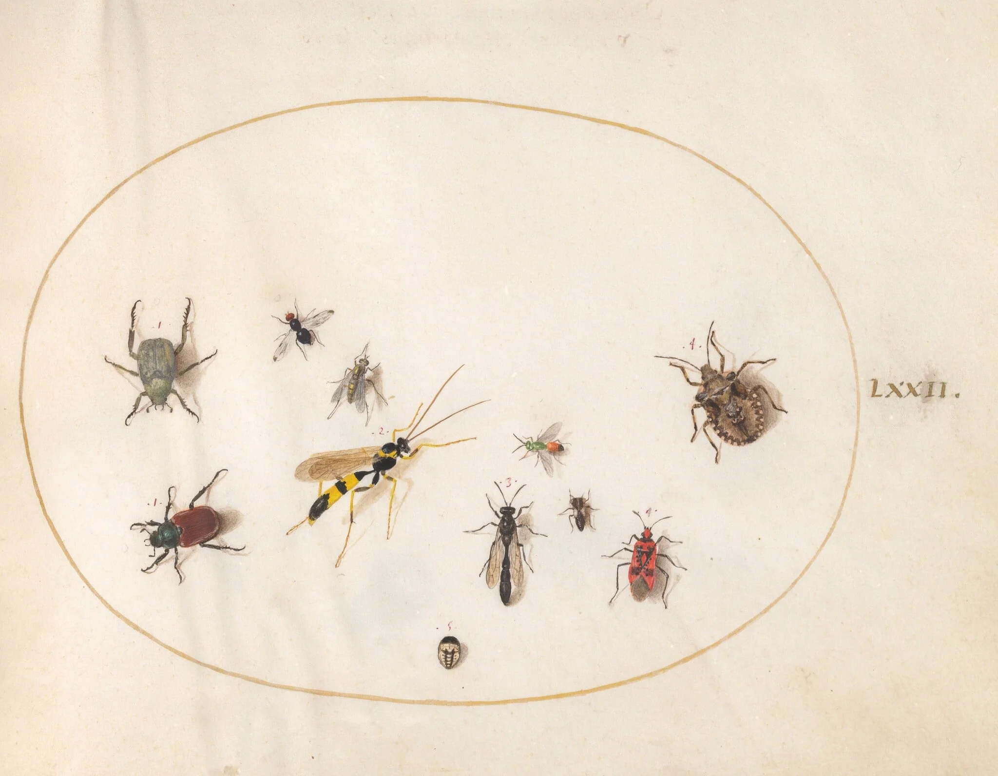 Plate 72: Shield Bug, Cinnamon Bug, Wasp, and Other Insects, detail