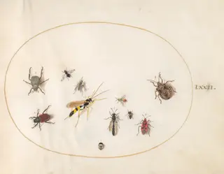 Plate 72: Shield Bug, Cinnamon Bug, Wasp, and Other Insects, by Joris Hoefnagel, gouache, 1594