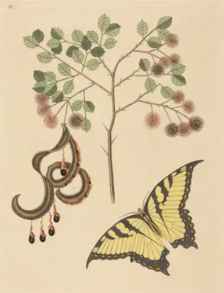 Cat's Claw (Mimosa circinalis), by Mark Catesby, ink, 1737