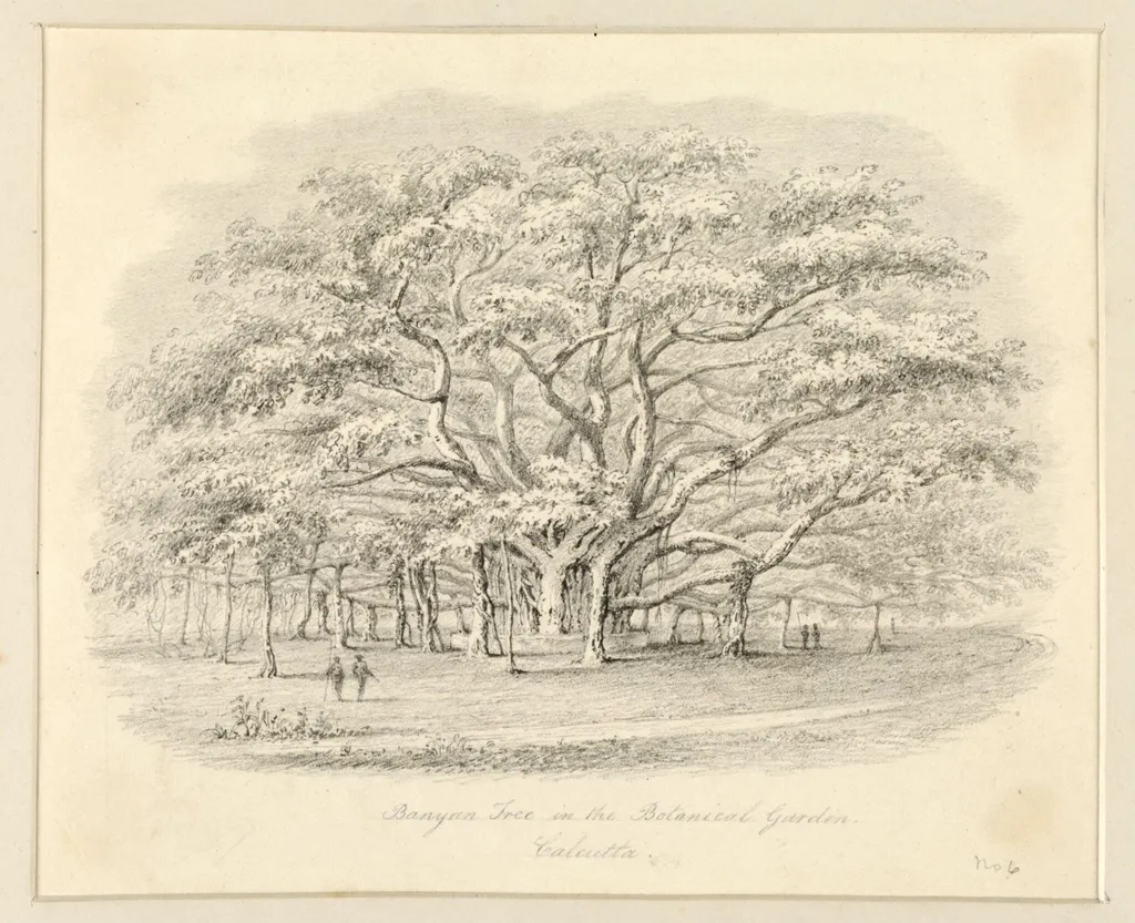 Banyan  Tree in the Botanical Garden, Calcutta, by Robert Captain Smith, 1830
