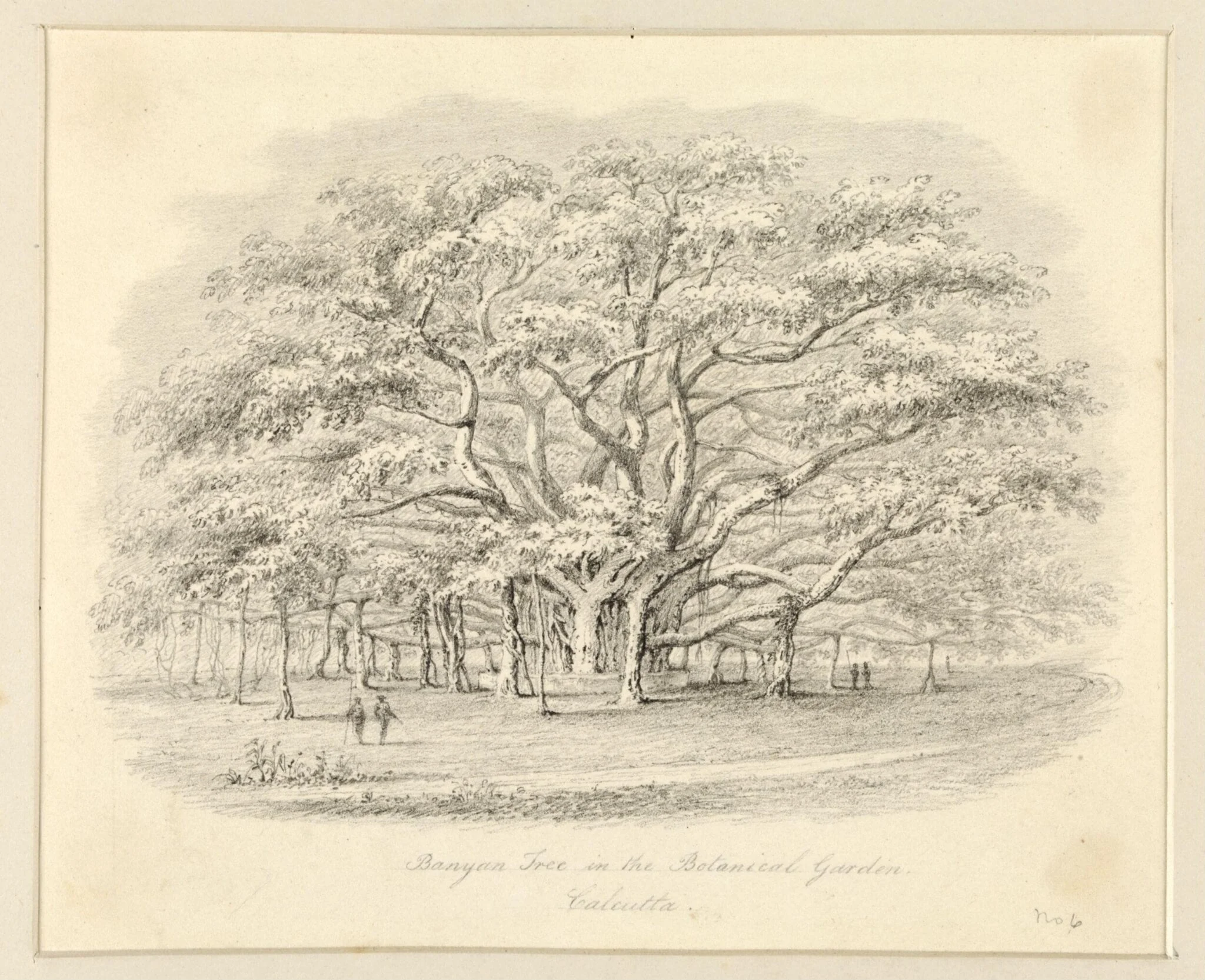 Banyan Tree in the Botanical Garden, Calcutta, detail