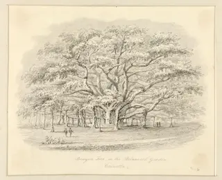 Banyan  Tree in the Botanical Garden, Calcutta, by Robert Captain Smith, 1830