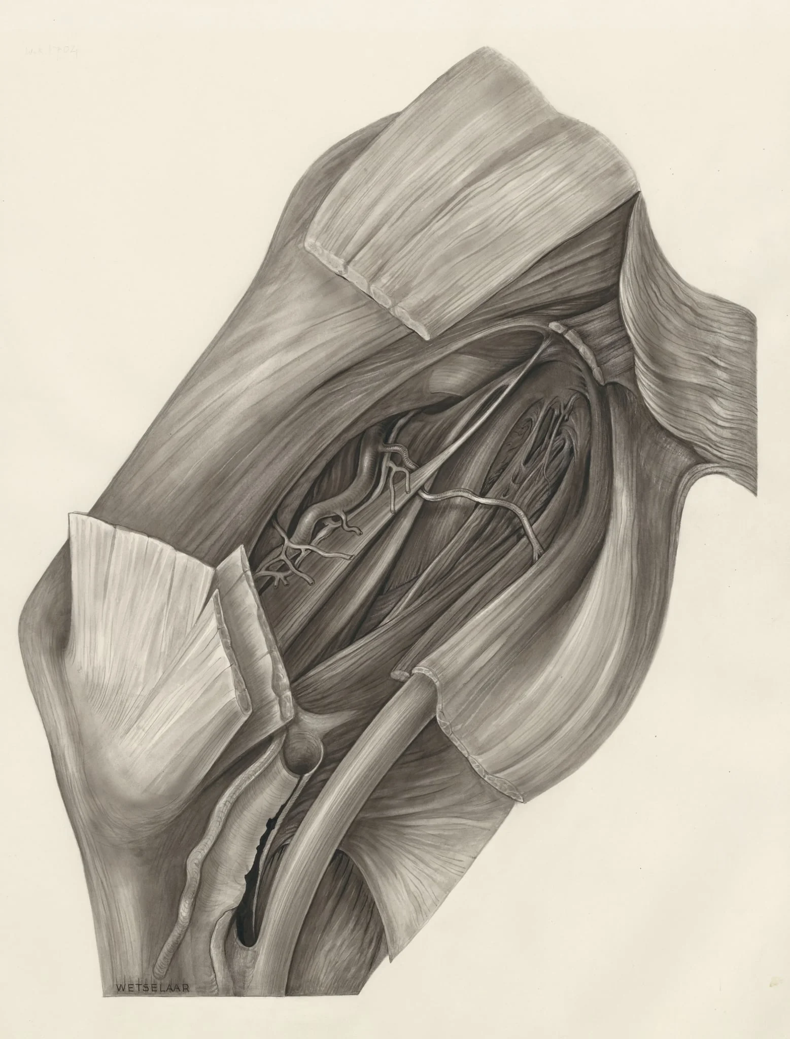 Muscular tissue of the hand or fingers, detail