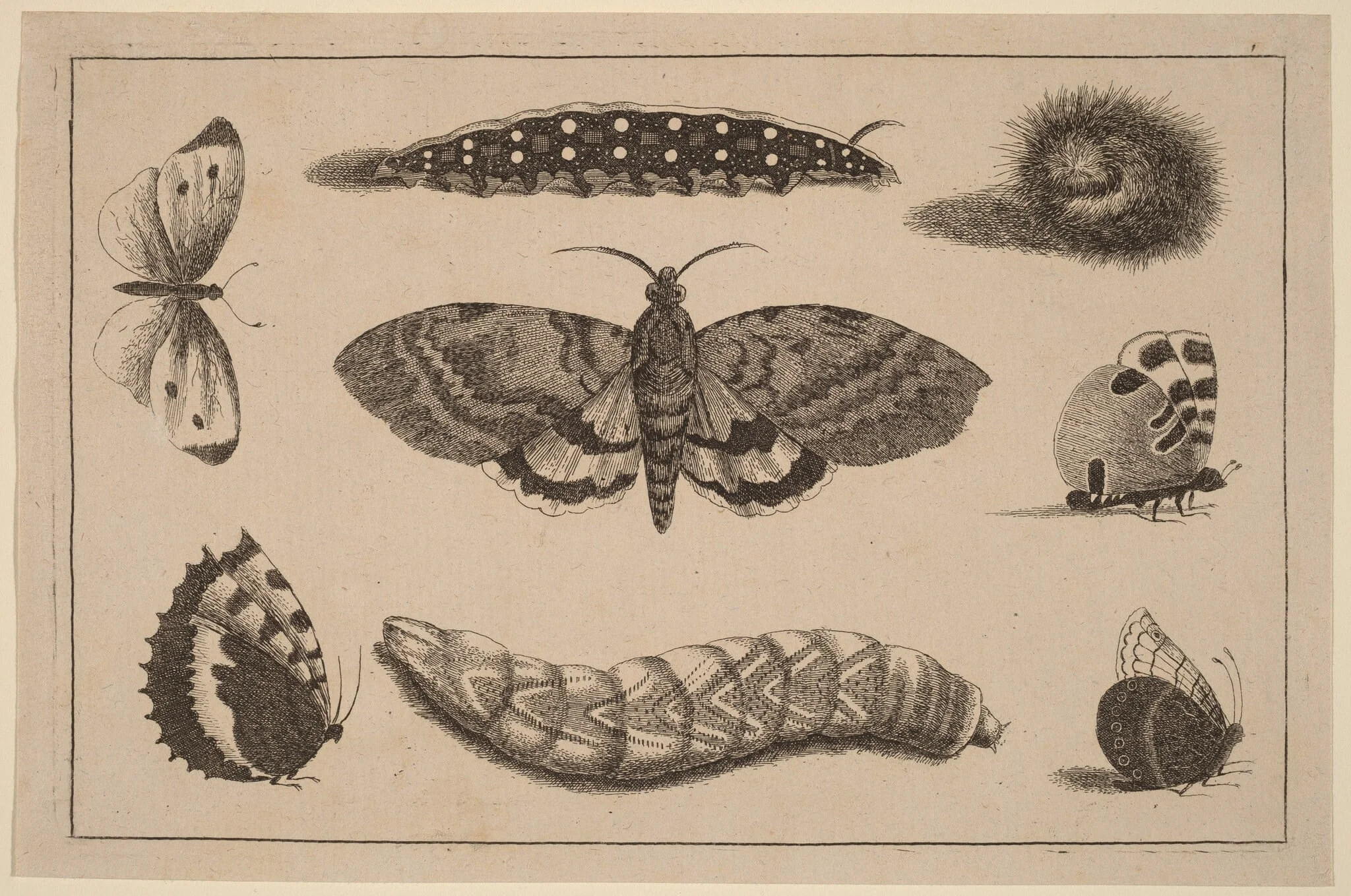 Three Caterpillars, a Moth, and Four Butterflies, detail