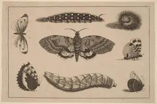Three Caterpillars, a Moth, and Four Butterflies, by Wenceslaus Hollar, ink, 1648