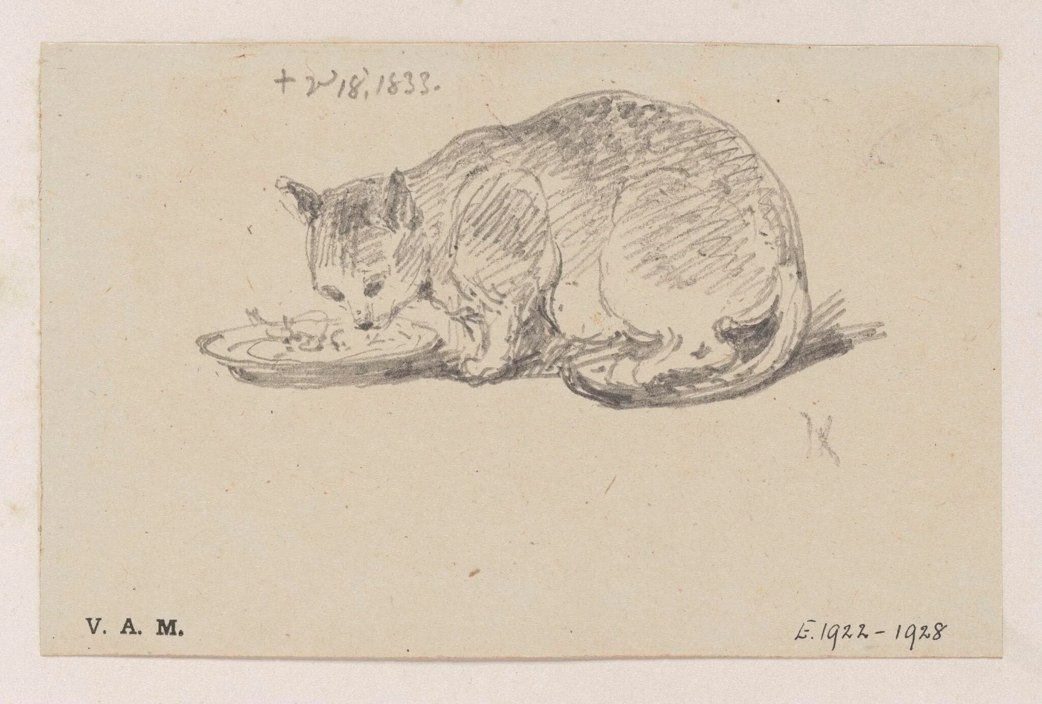 A cat eating from a plate, detail